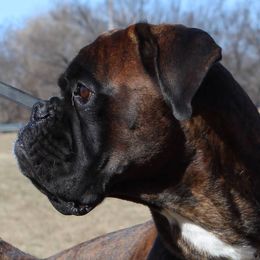 Obama - Boxer