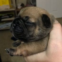 French Bulldog Puppies from PNW French Bulldogs