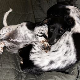 Dachshund Puppies from Dachshund Den
