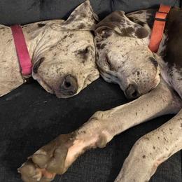 Great Dane Puppies from Anderson Blau’s Great Danes