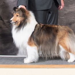 Shetland Sheepdog All Grown Up from Enlia Shelties