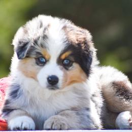 Quest - Blue merle male Miniature American Shepherd puppy in Omaha, Arkansas from Ashland Miniature American Shepherds & Miniature Australian Shepherds
