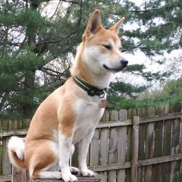 Eevee - Shiba Inu