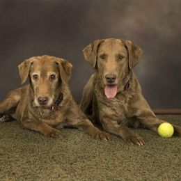 Chesapeake Bay Retrievers from Nuka Bay Chesapeakes