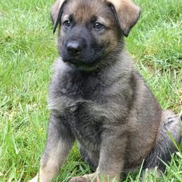 Dark blue collar boy - Sable male German Shepherd puppy in Molalla, Oregon from Von Overen German Shepherds