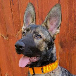 Flynn Rider - German Shepherd