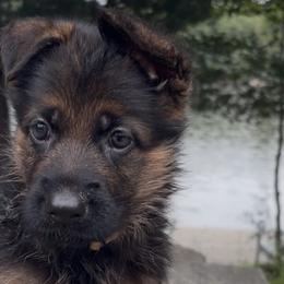 German Shepherds from Christina Vanada