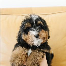 Male Mini Multigernerational Bernedoodle 'Woody' Pink Collar - Tri-color male Bernedoodle puppy in Kamas, Utah from A + E Farms