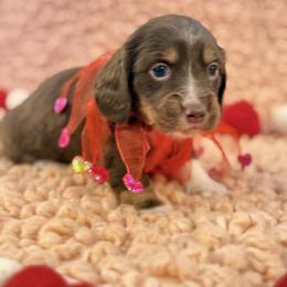 Dachshund Puppies from Duck creek farm