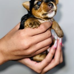 Yorkshire Terrier Puppies from A yorkie palace