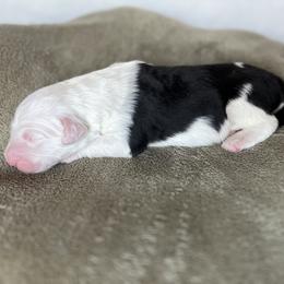 Sailor - Grizzle female Old English Sheepdog puppy in Arizona from Jenn's Old English Sheepdogs
