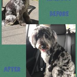 Aussiedoodle All Grown Up from Triple Creek Aussies and Doodles