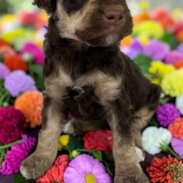 Boba - Phantom male Poodle puppy in Prosperity, Pennsylvania from Stelladoodles & Company