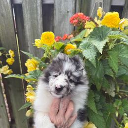 Sam - Blue merle and white male Shetland Sheepdog puppy in Redwood Falls, Minnesota from Weis Shelties