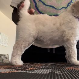 Poodle Puppies from Tyler Family Poodles