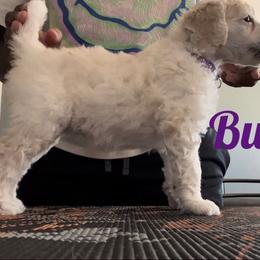 Poodle Puppies from Tyler Family Poodles