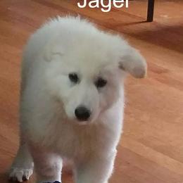 Berger Blanc Suisse and German Shepherd Puppies from Vom Hundhaus German Shepherds