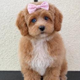 Star - Cockapoo