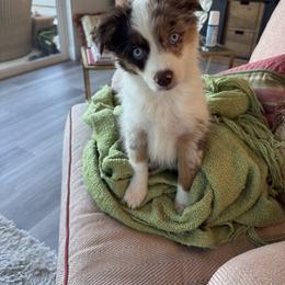 Miniature Australian Shepherd Puppies from Aussies Acre