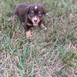 Jasper - Red tri male Miniature Australian Shepherd puppy in Ellendale, North Dakota from Ark Acres Kennels