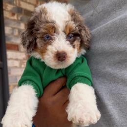 Butterfinger - Chocolate merle male Bernedoodle puppy in Richmond, Texas from Harper’s Heartbeats