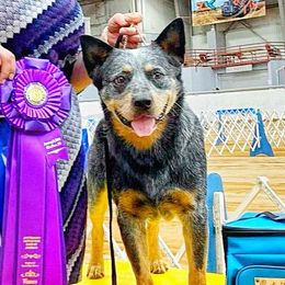 Australian Cattle Dogs and German Shepherds from Flying D Kennels