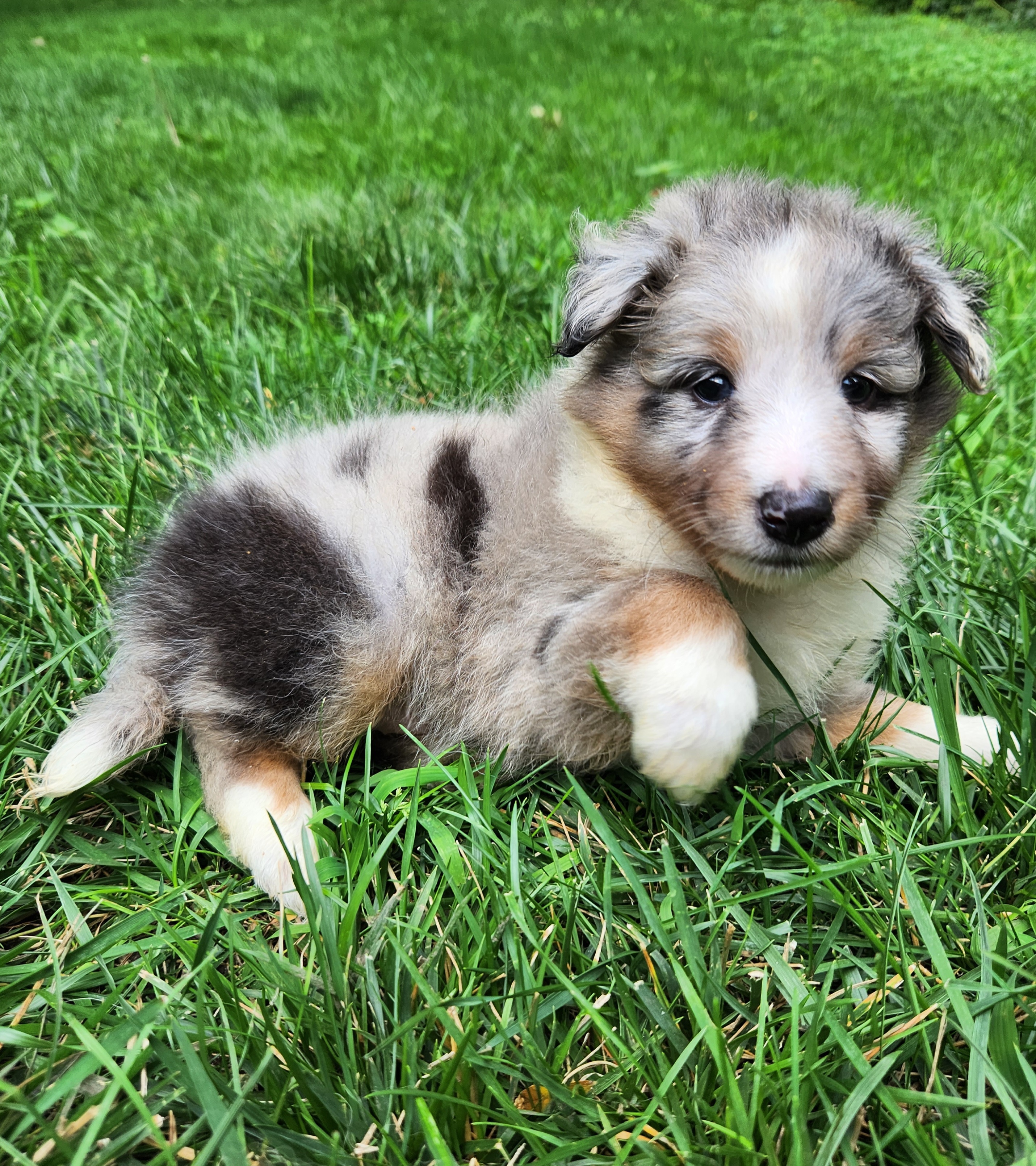 Shetland Sheepdog Puppies from Hope's Heart Shelties