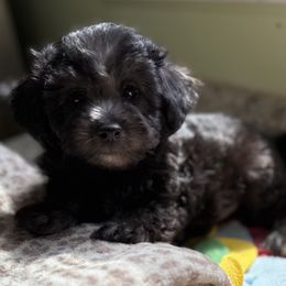 Maltese and Maltipoo Puppies from BeachRidge Pups