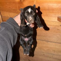 Girl 1 - Black and white female Siberian Husky puppy in Iron River, Wisconsin from Wiemeri Siberians