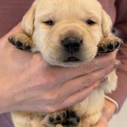 Peter, Champion Polish Line English Lab - Yellow male Labrador Retriever puppy in Owosso, Michigan from Bennington Retrievers