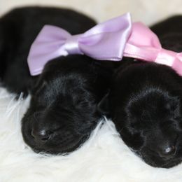 German Shepherd Puppies from Aydt's Shepherds and Training LLC