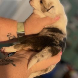 Shetland Sheepdog Puppies from Heavenly Shelties