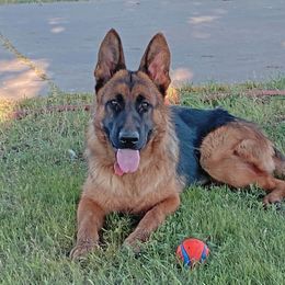 German Shepherd Puppies from Von Falkenberg German Shepherds, LLC