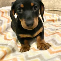Boy 1 - Black and tan Dachshund puppy in Silver Springs, Florida from DeMarsh's Dachshunds