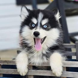 Rip SALE 3500 - Black and white male Pomsky puppy in Christiana, Tennessee from Smoky Mountain Pomskies