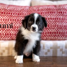 Bumi - Black & white male Miniature American Shepherd puppy in Puyallup, Washington from TRAILS END GEMINI