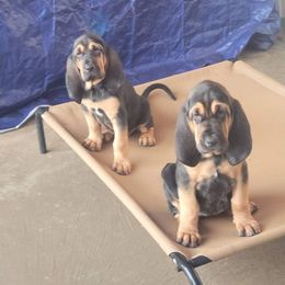 Bloodhound Puppies from KRC Ozark Mountain Bloodhounds