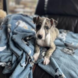 Boy 1 - Fawn brindle male Whippet puppy in Henryville, Indiana from Forestview