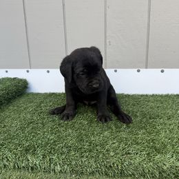 Black callor - Black male Cane Corso puppy in Morgan Hill, California from Corso Empire