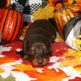 Samara - Chocolate and tan female Dachshund puppy in Corbin, Kentucky from White River Valley Kennel