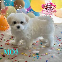 Mo3 - Maltese