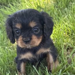 Cavalier King Charles Spaniel Puppies from Valentine Cavilers