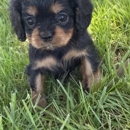 Cavalier King Charles Spaniel Puppies from Valentine Cavilers