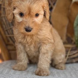 Ember - Apricot female Goldendoodle puppy in Enumclaw, Washington from Owen-a-Doodle