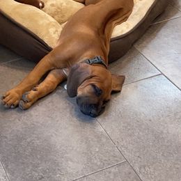 Rhodesian Ridgeback Puppies from River Roc Ranch & Ridgebacks