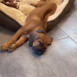 Rhodesian Ridgeback Puppies from River Roc Ranch & Ridgebacks