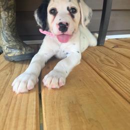 Amber - White and black female Dalmatian puppy in Bremen, Georgia from Clark’s Dalmatians