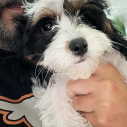 Cavapoo and Shihpoo Puppies from Haus of Doodles