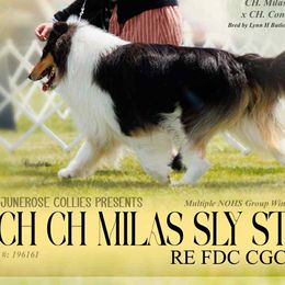 Collies from JuneRose Collies