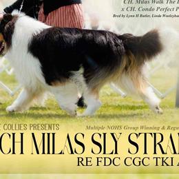 Collies from JuneRose Collies